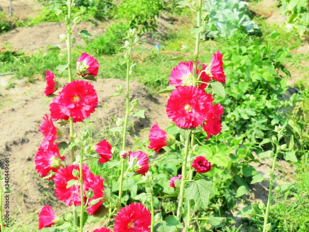 日本の田舎の風景　6月　花　タチアオイ