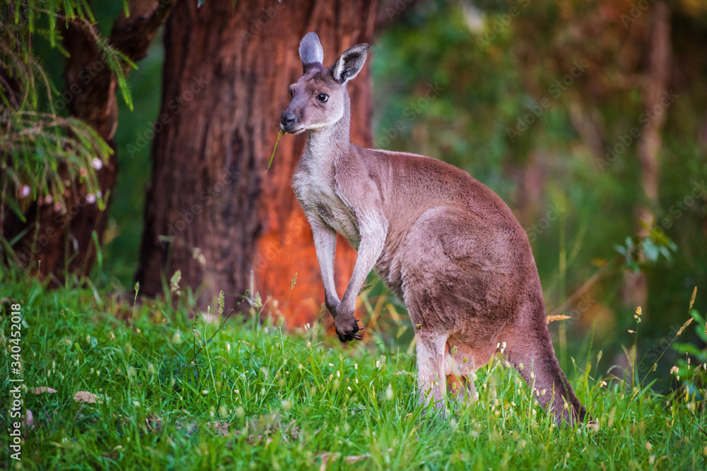 Fototapeta premium kangaroo in nature