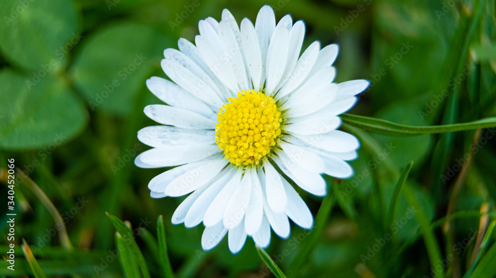 Macro shot of a marguerite blossom in spring time Macro shot of a marguerite blossom in spring time