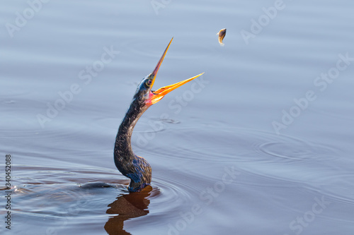 Canvas Print Anhinga about to acrobatically gulp down a small fish as a light snack