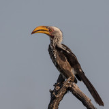 Yellow billed hornbill posing on a tree branch with gray-blue sky as background