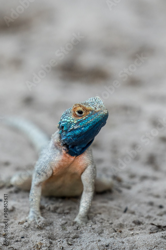 Foto Iridescent blue, orange and gray male agama lizard performing dance to attract a