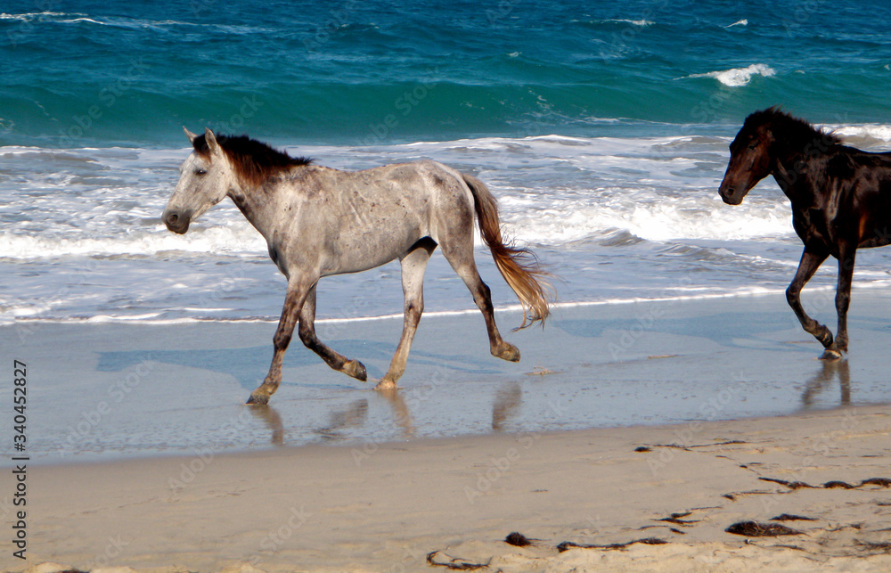 Wild horses running on the beach of a Caribbean island with waves and turquoise sea in the background Wild horses running on the beach of a Caribbean island with waves and turquoise sea in the background