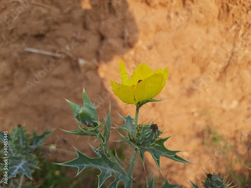 Argemone mexicana (Mexican poppy, Mexican prickly poppy, flowering thistle,cardo or cardosanto) is a species of poppy found in Mexico. It is also referred to as