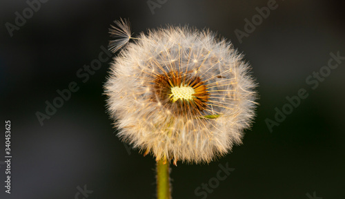 Dandelion ready to spread ripened seeds. Taraxacum is a large genus flowering plants in the family Asteraceae  which consists of species commonly known as dandelions.