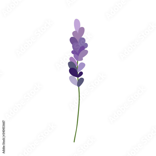 lavender doodle illustration