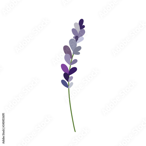 lavender doodle illustration