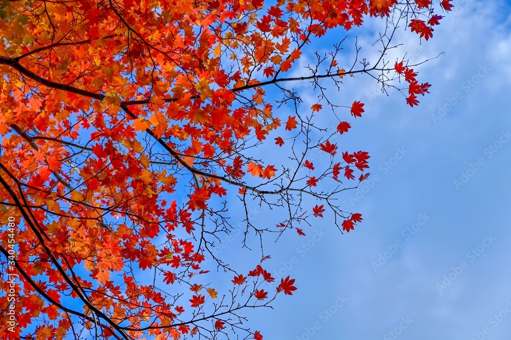 大山の麓で見たきれいに色づいたモミジの紅葉@鳥取 大山の麓で見たきれいに色づいたモミジの紅葉@鳥取