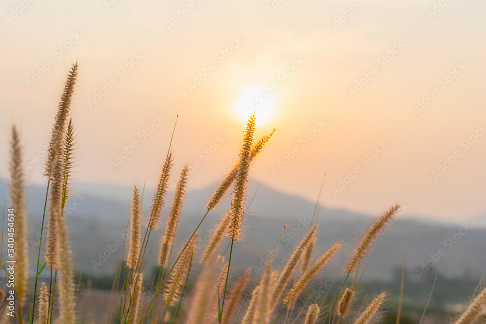 Stunning grass flowers autumn sunrise with sunlight background. Happy new day concept: