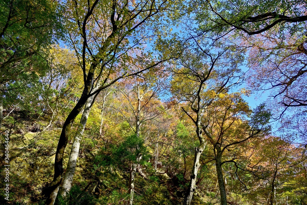 大山の参道で見た紅葉情景＠鳥取