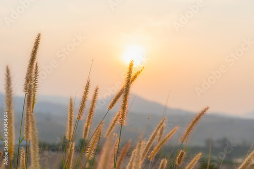 Stunning grass flowers autumn sunrise with sunlight background. Happy new day concept 