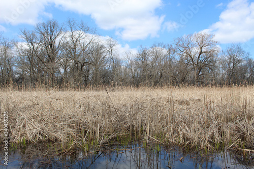 Brown reeds at the vernal pond at Somme Wood woods in Northbrook, Illinois in early spring