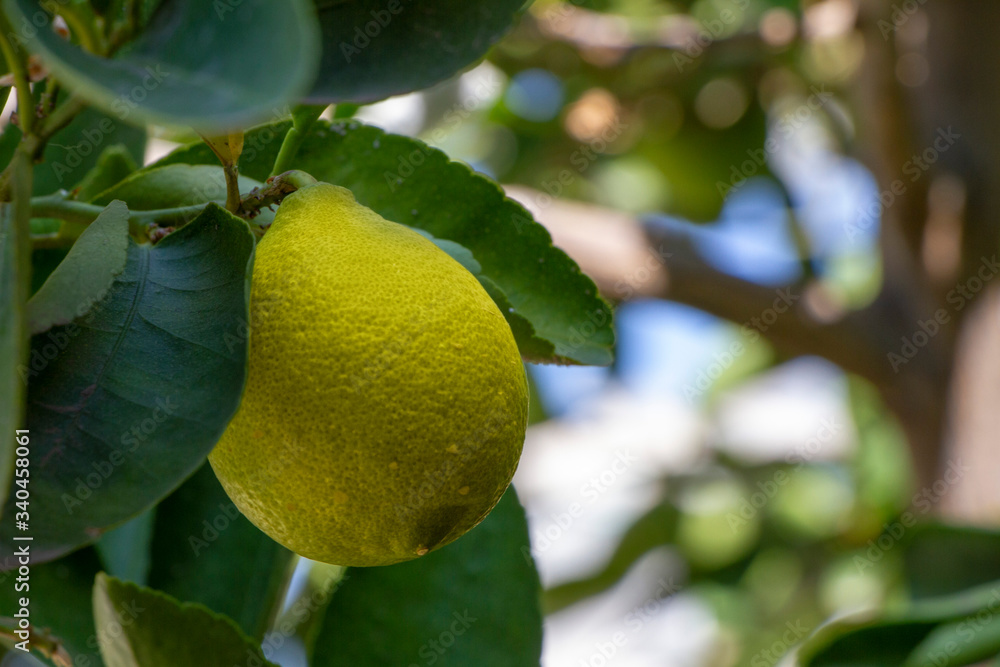 limón en un gancho de árbol limón en un gancho de árbol