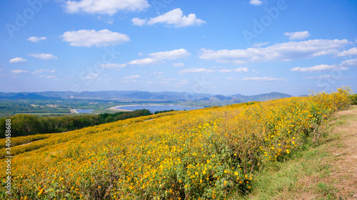Tithonia diversifolia or Mexican sunflower blue sky beautiful with dirt road at Mae Moh district,Lampang province,Thailand.Plant flower outdoor way garden park.Landscape yellow floral winter season