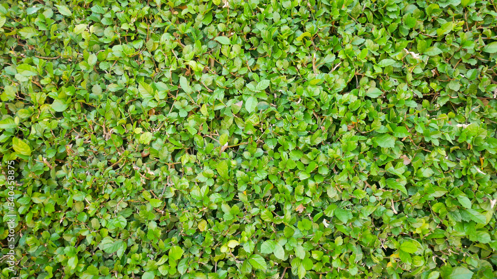 Carmona retusa fukien tea tree green plant background.Green leaf small in garden outdoor.Nature grass Eco environment texture.Plant foliage park.Decoration leaves floral backdrop.tropical summer wall Carmona retusa fukien tea tree green plant background.Green leaf small in garden outdoor.Nature grass Eco environment texture.Plant foliage park.Decoration leaves floral backdrop.tropical summer wall