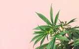Cannabis plant, branches of marijuana against pink background