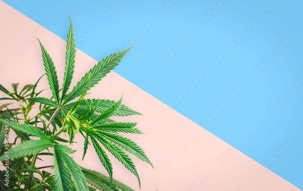 Cannabis plant, branches of marijuana against pink blue background Cannabis plant, branches of marijuana against pink blue background