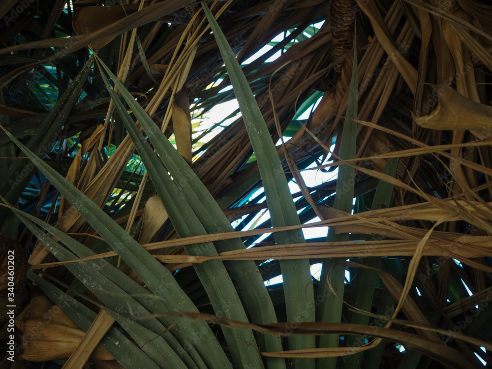 palm leaf palm leaf