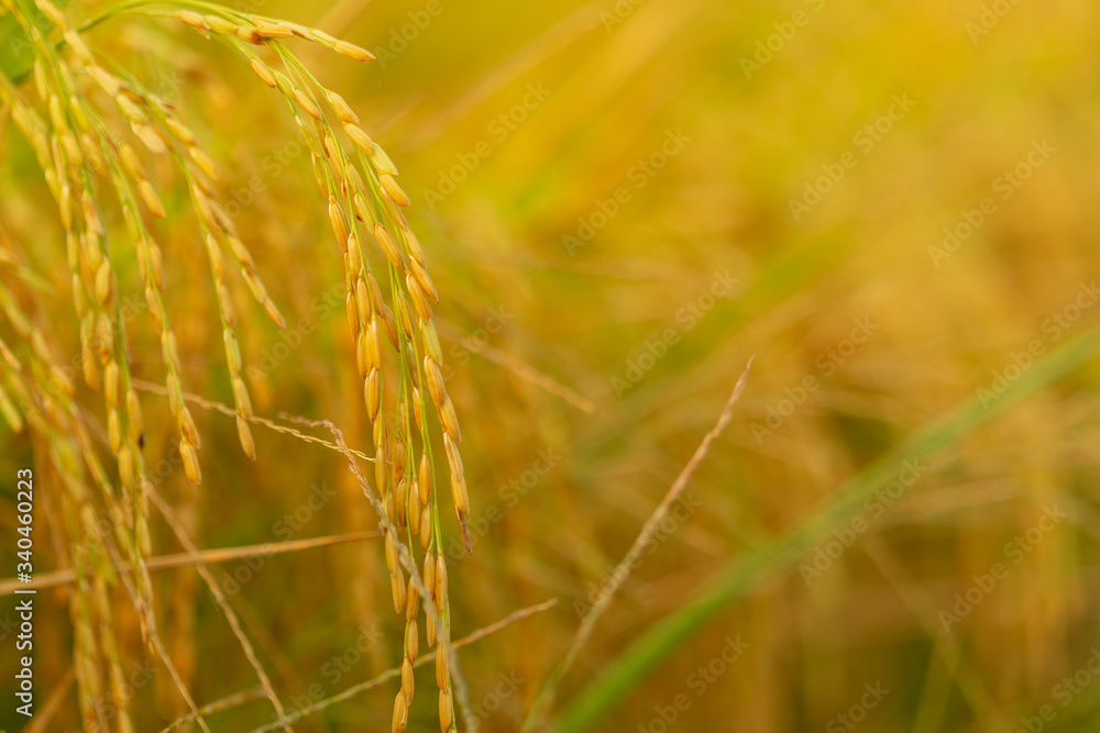 Autumn ripe rice paddy with green leaves with blurred background Autumn ripe rice paddy with green leaves with blurred background