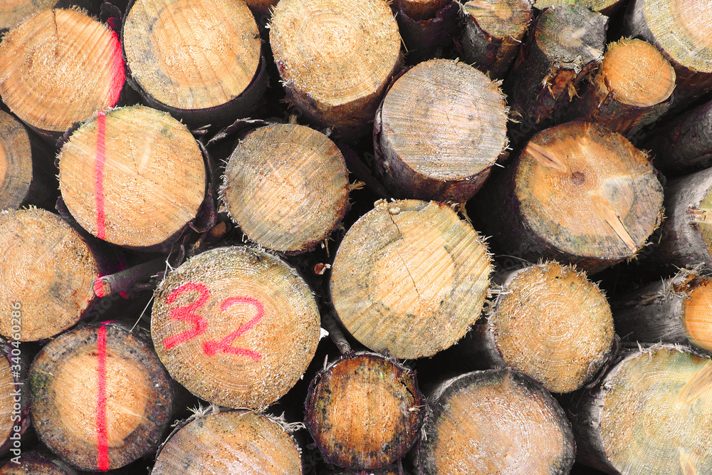 Timber Log Pile with Measurement Marking in a Pine Forest in Late Winter