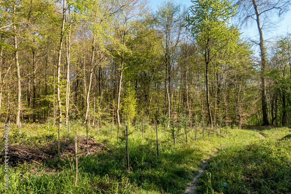Wiederaufforstung im Mischwald Wiederaufforstung im Mischwald