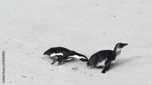 Slow motion close-up shot of adorable African penguins playing on a sandy beach - Cape Town, South Africa photo