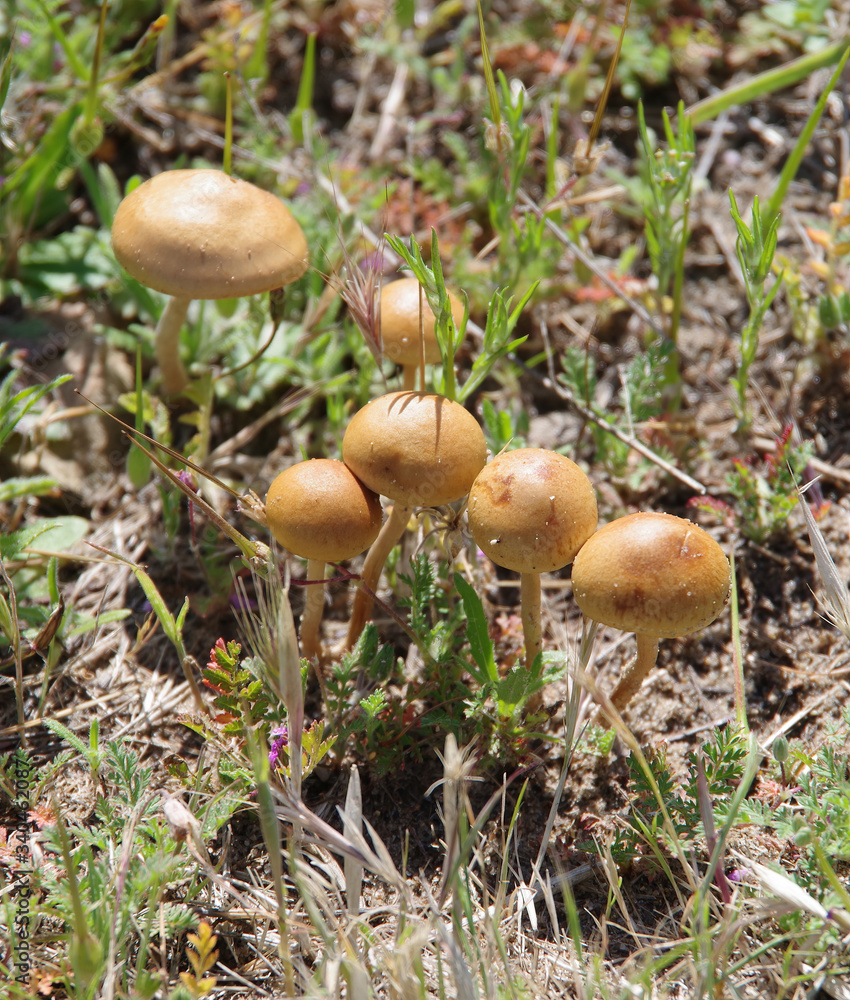 High angle close-up view of a group of small non-edible wild mushrooms on grassland High angle close-up view of a group of small non-edible wild mushrooms on grassland