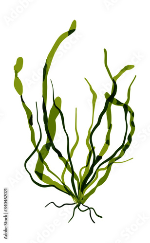 This is a green alga in the sea.