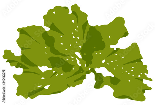This is a green alga in the sea.