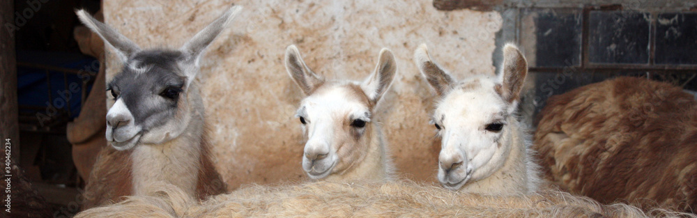 Obraz premium Three llamas