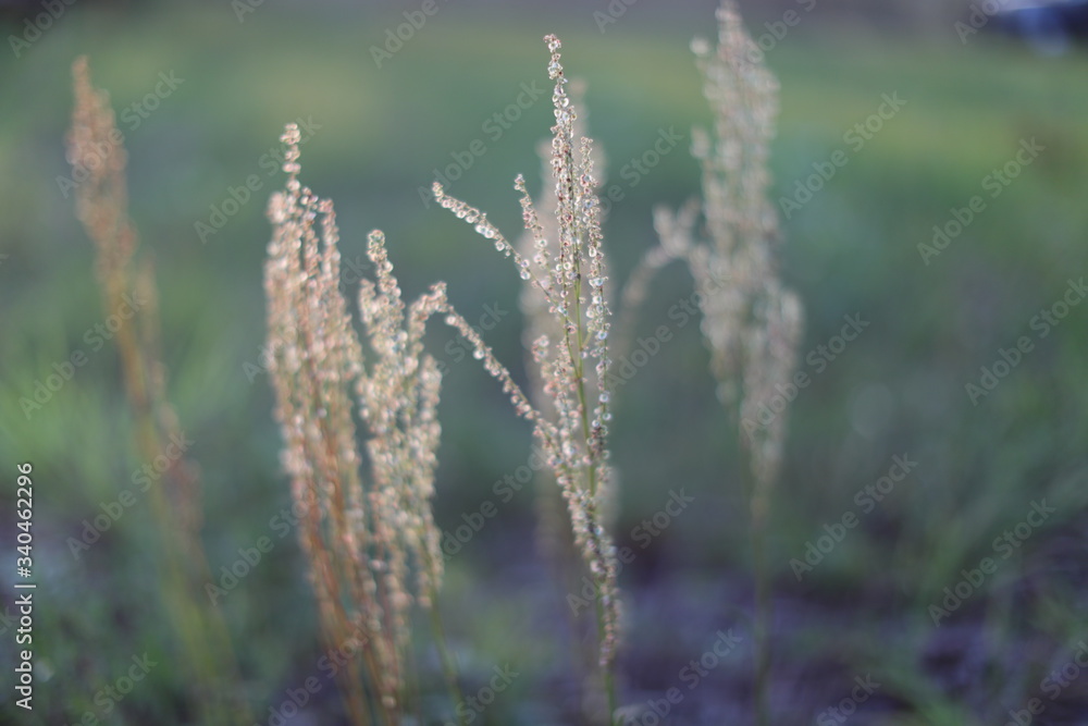 Sorrel plant blossom in spring green grass background Sorrel plant blossom in spring green grass background