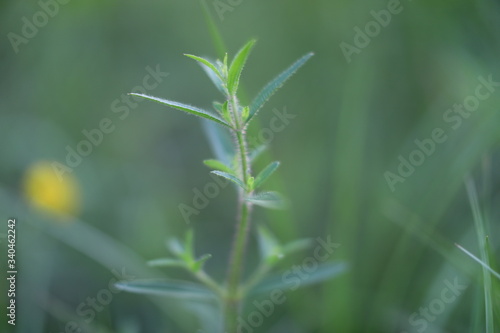 close up of green grass © Inga