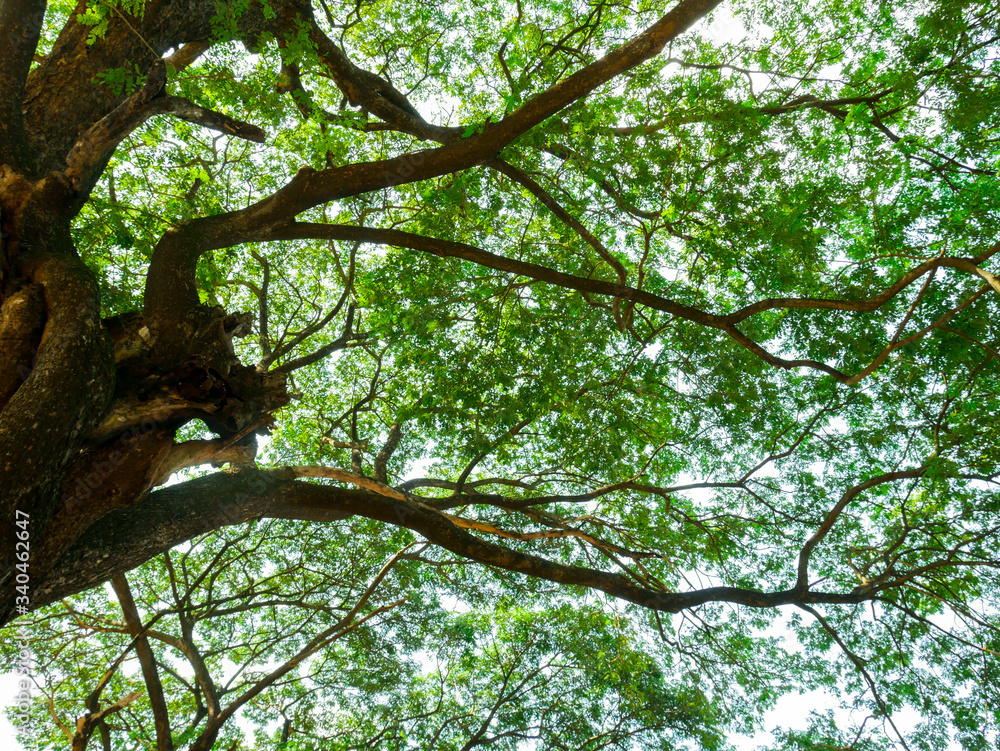 High view Scenery of giant rain tree.Thai name Chamchuri tree or monkey pod tree with green leaves High view Scenery of giant rain tree.Thai name Chamchuri tree or monkey pod tree with green leaves