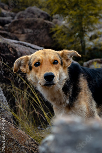 Yellow and Black dog looking away
