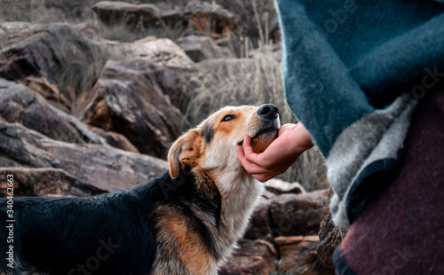 Yellow and Black dog looking up