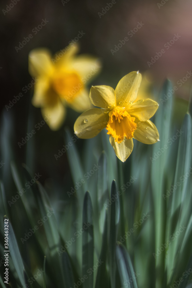 Yellow Narcissus bloom in the garden in April. Spring flowers daffodils close-up. Yellow Narcissus bloom in the garden in April. Spring flowers daffodils close-up.