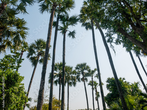 Betel nut from low view,Sun bright sky background. And clouds clearly, take photo of tall trees at temple.nature forest in the garden of countryside at Thailand.