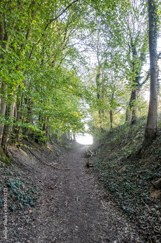 Hohlweg mit Tierbau photo