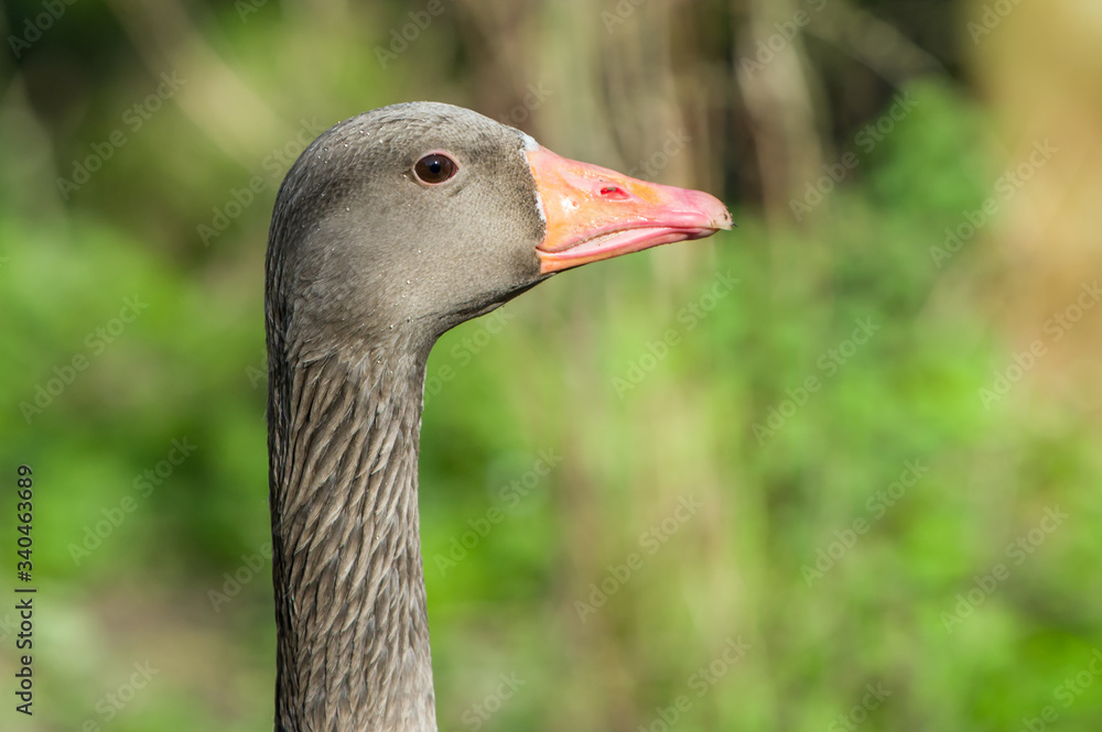 Obraz premium close up of a goose. nice background blur