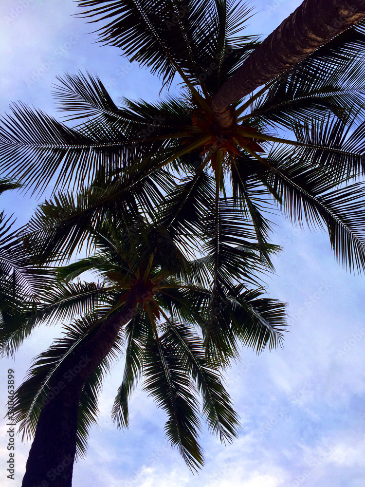 Find me under the palms