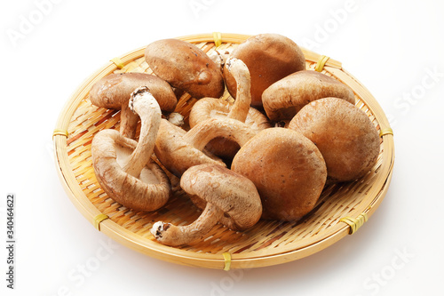 しいたけ　Shiitake mushrooms