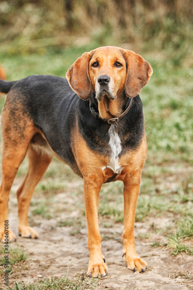 Hound dog standing in a field.