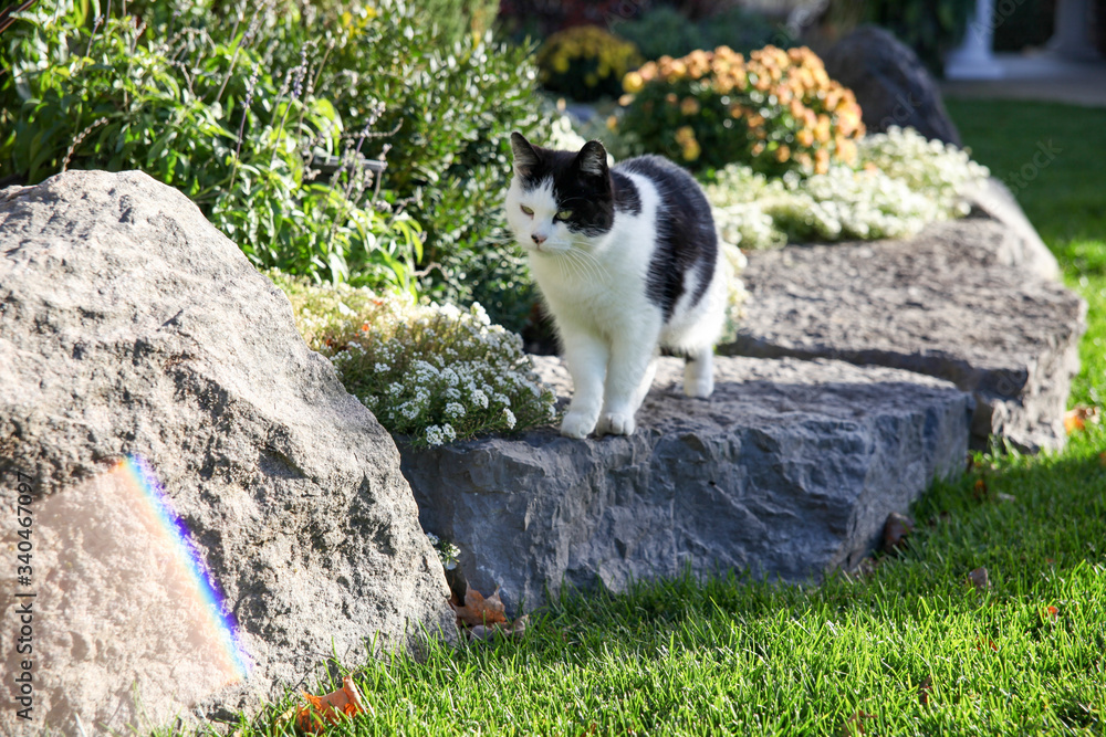 Obraz premium A black and white cat standing on large boulder rocks looking at a rainbow.