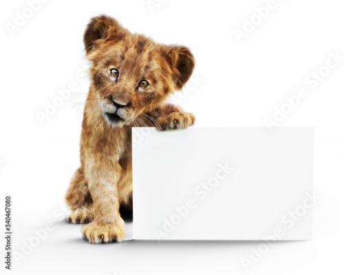 Tableau sur Toile Adorable baby lion cub holding up a mock up blank white poster board for custom advertisement or text