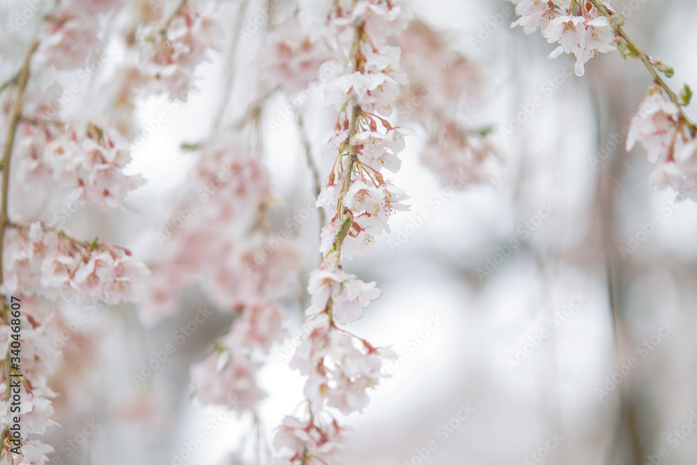 Snow Covered Magnolia Flower in April in New England Snow Covered Magnolia Flower in April in New England