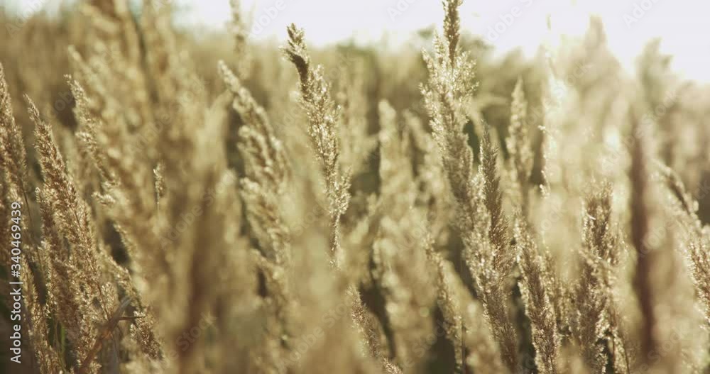 Beautiful view of high golden wild grass blowing lightly on sunset Beautiful view of high golden wild grass blowing lightly on sunset