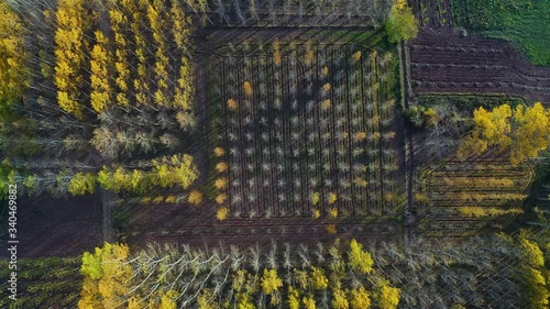 Poplar plantation with fall colors, Bobadilla, La Rioja, Spain, Europe photo