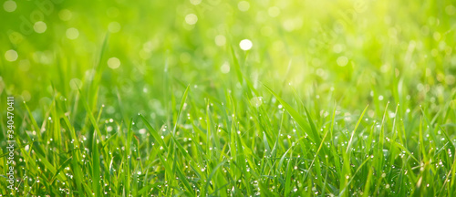 Beauty backgrounds with foliage, green grass, dew drops and bokeh, banner with copy space