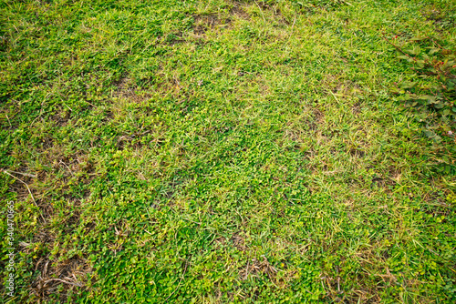 Green grass for illustration or background image