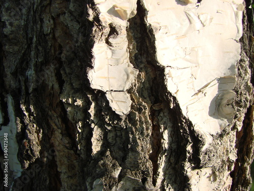 Tree bark texture. White birch